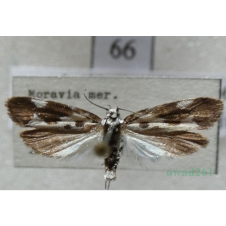 Ethmia quadrillella (Goeze, 1783) Czech66
